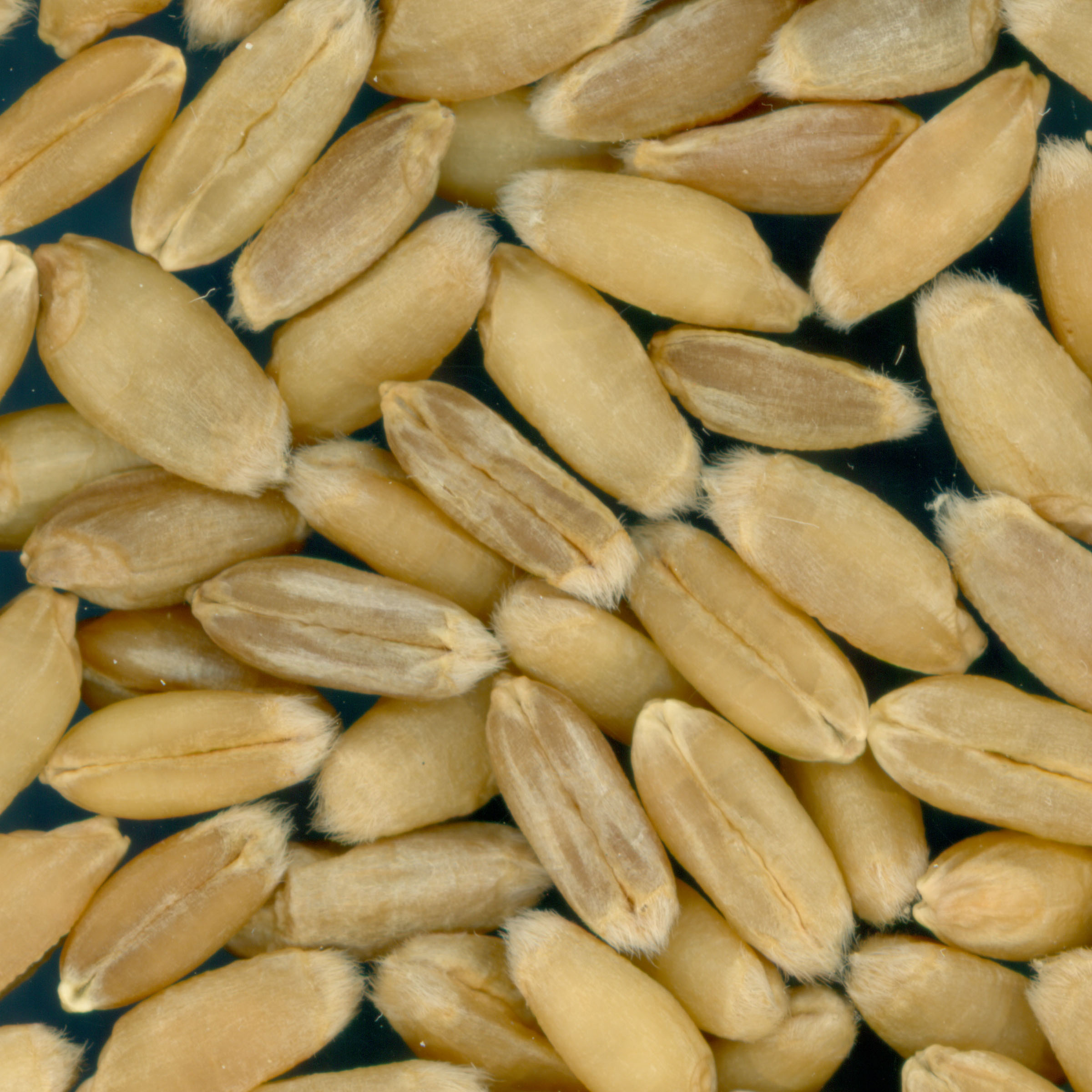 Click for 2 image(s) for this accession. KERNELS